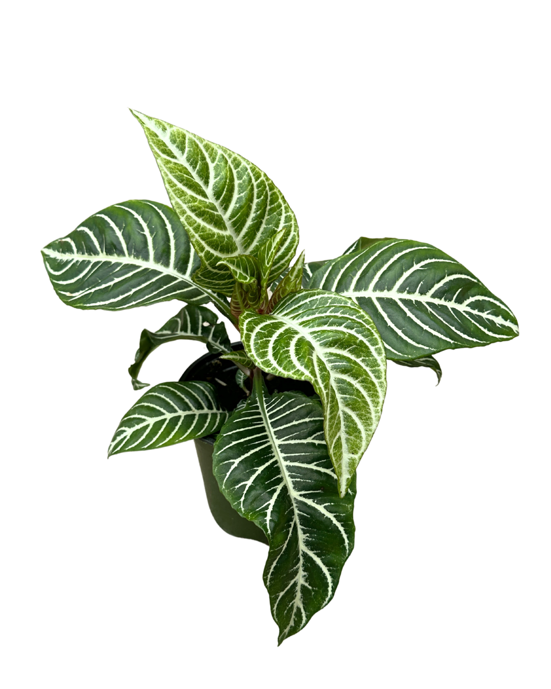4" Zebra Plant - Aphelandra Squarrosa - Wholesale Live Plant
