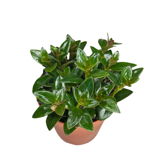 4" Goldfish Plant – Assorted Nematanthus - Wholesale Plant