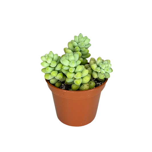 2" Donkey Tail (Sedum morganianum) – Burro's Tail Succulent