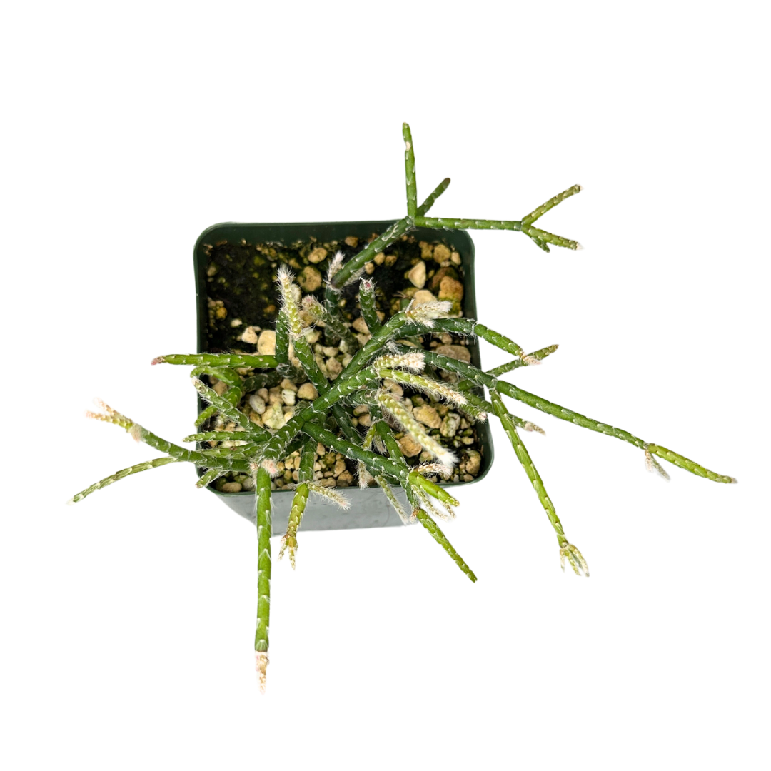 4" Rhipsalis Pilocarpa - Coral Cactus - Wholesale Live Plant
