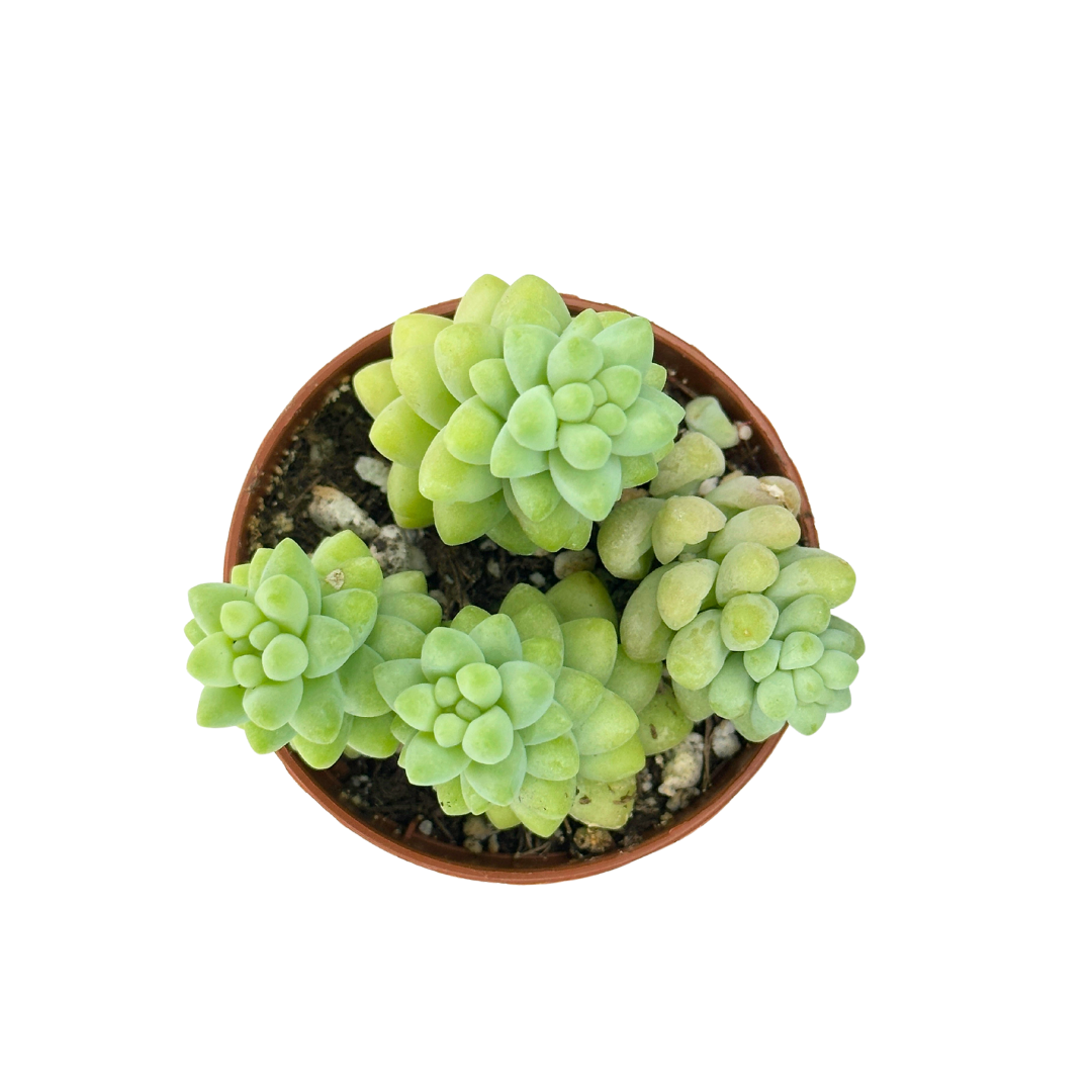 2" Donkey Tail (Sedum morganianum) – Burro's Tail Succulent