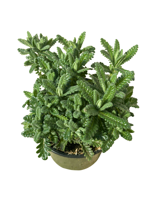 4" French Lavender Lavandula Dentata – No Blooms – Wholesale
