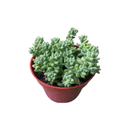 4" Burro's Tail Succulent (Sedum morganianum) – Donkey Tail