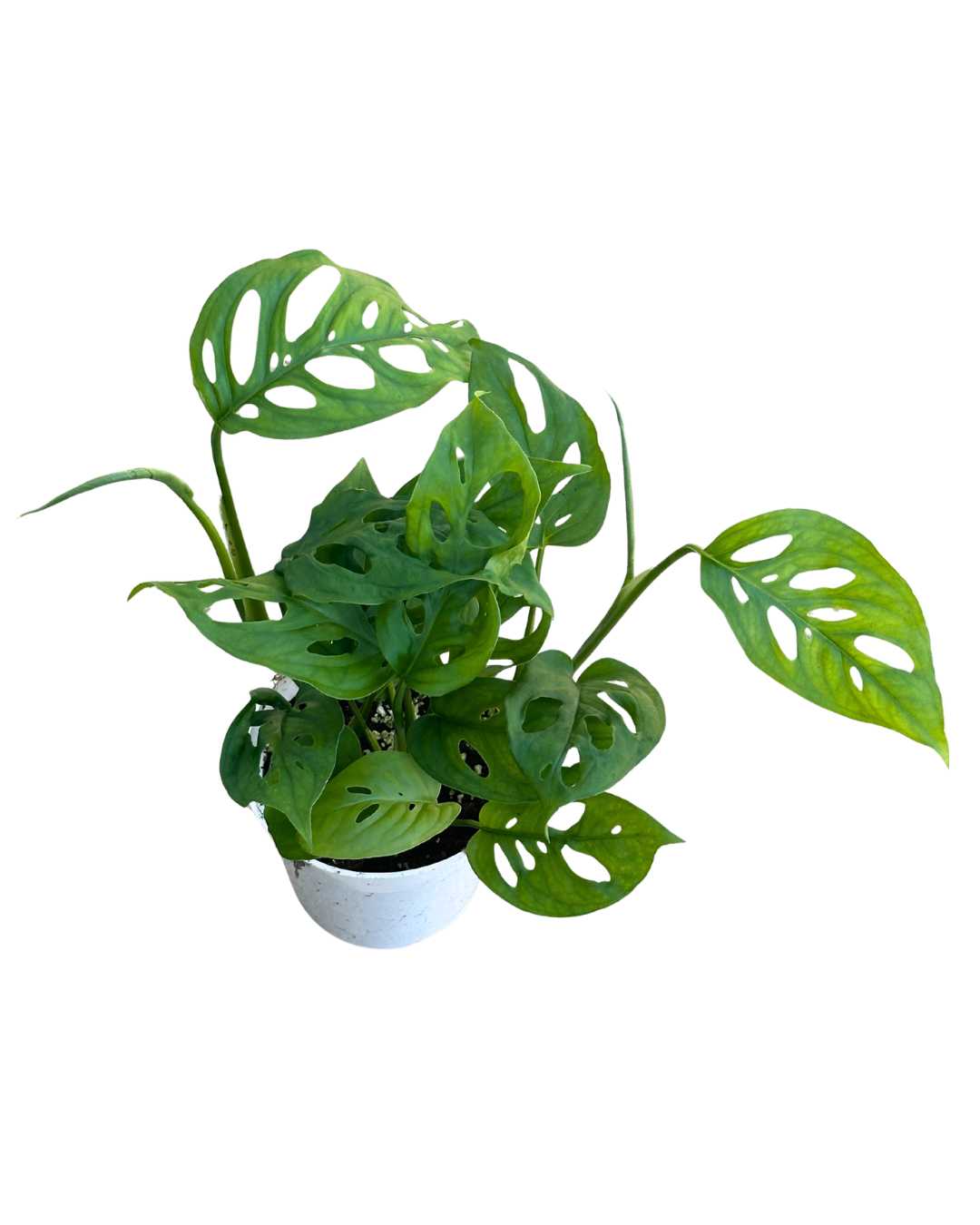 4" Swiss Cheese Plant (Monstera adansonii) – Live Houseplant: 4"