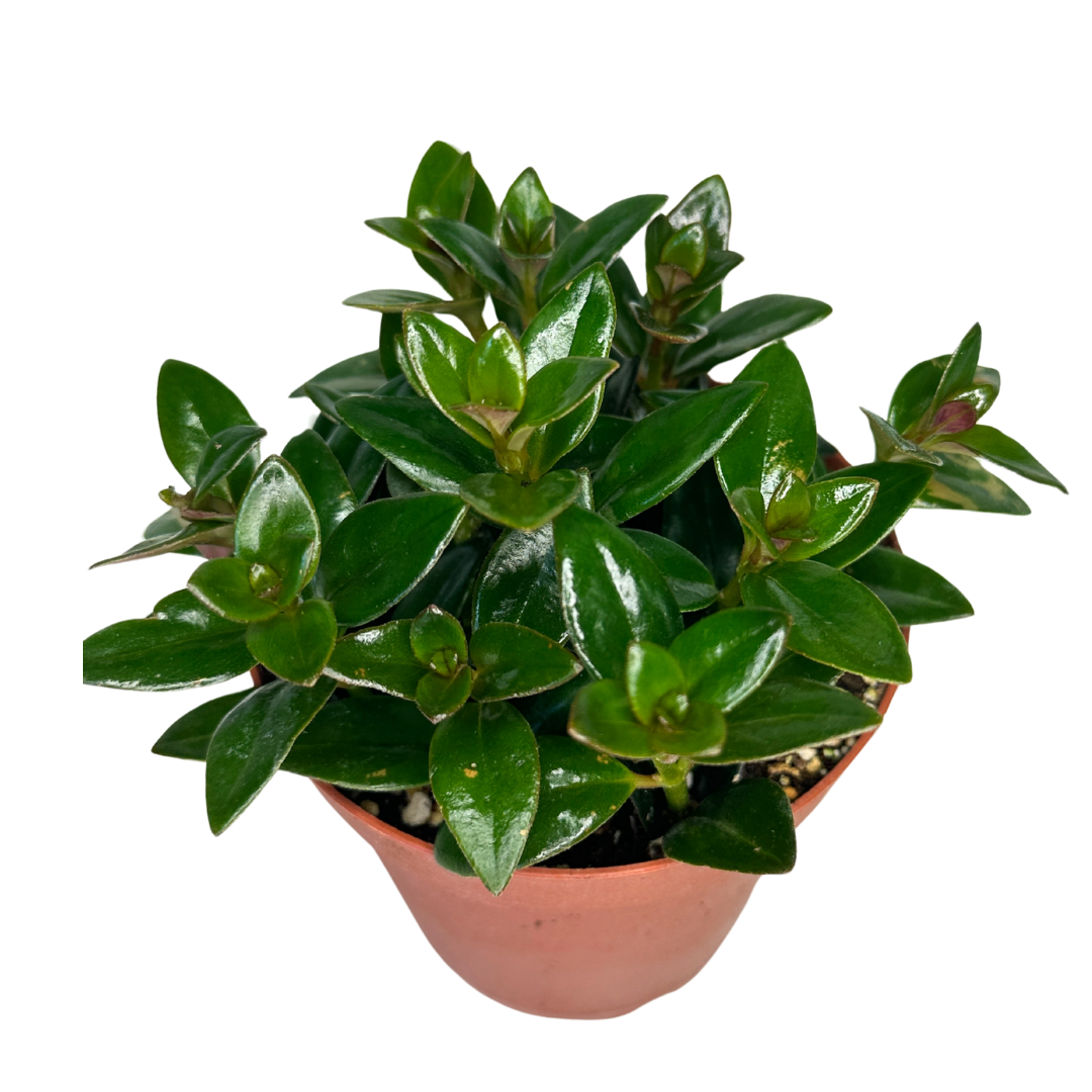 4" Goldfish Plant – Assorted Nematanthus - Wholesale Plant