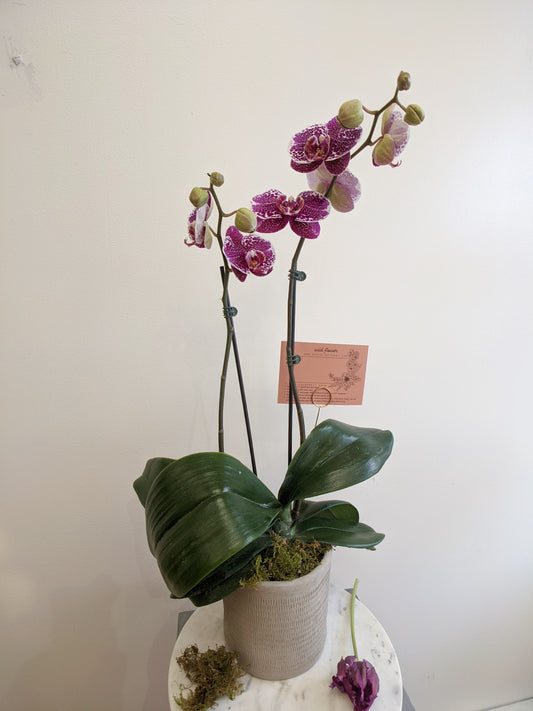 Gorgeous Blooming Phalaenopsis Orchid