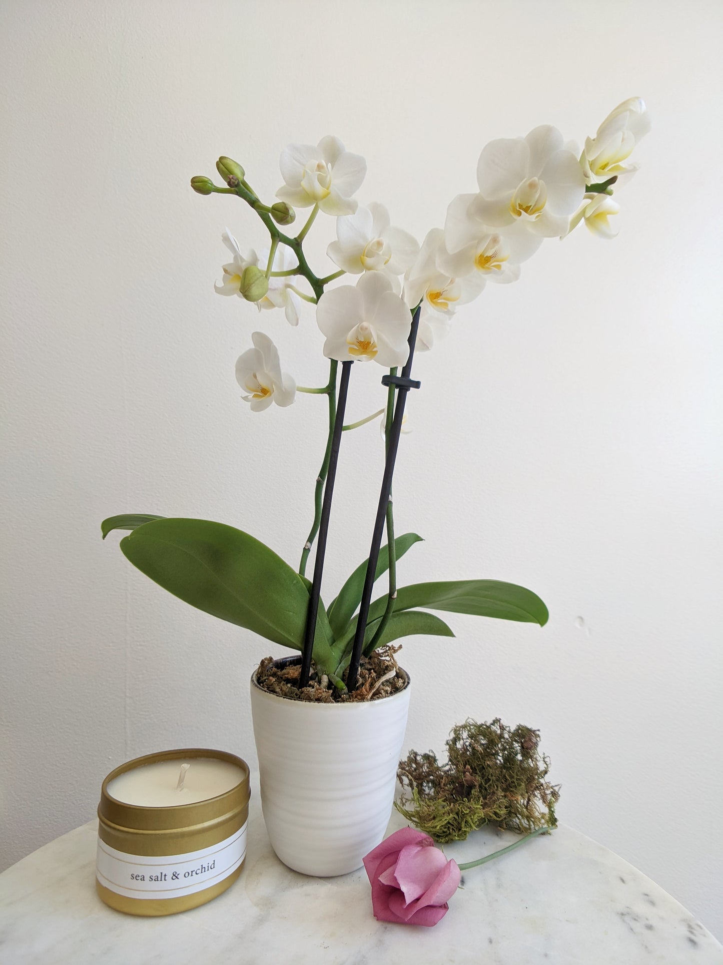Gorgeous Blooming Phalaenopsis Orchid