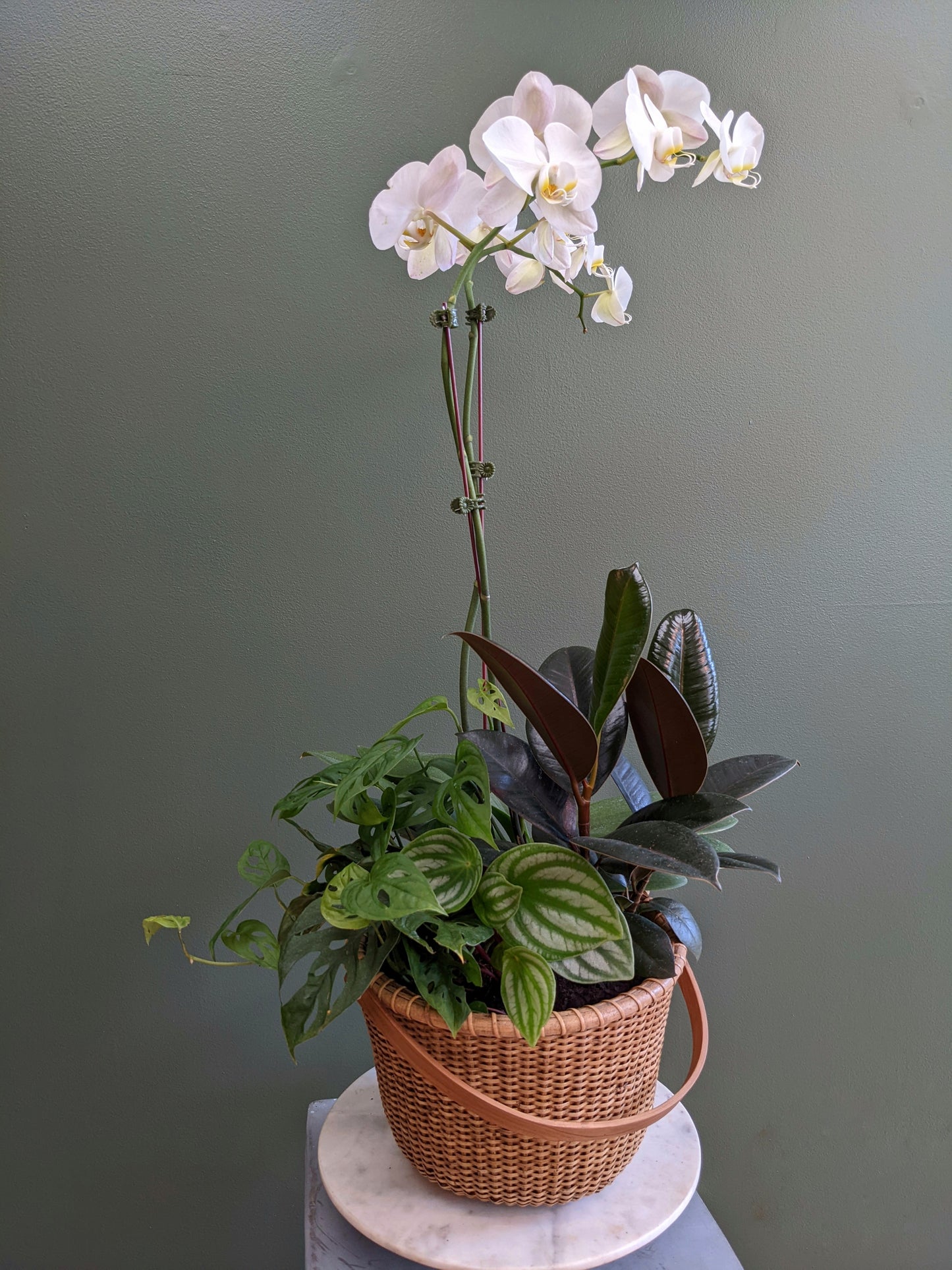 Blooming Phalaenopsis Orchid Planted Basket