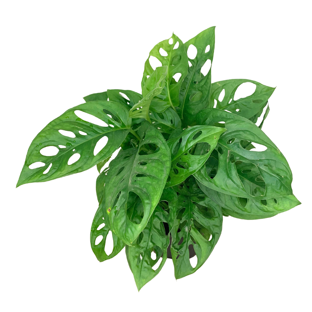 4" Swiss Cheese Plant (Monstera adansonii) – Live Houseplant: 4"