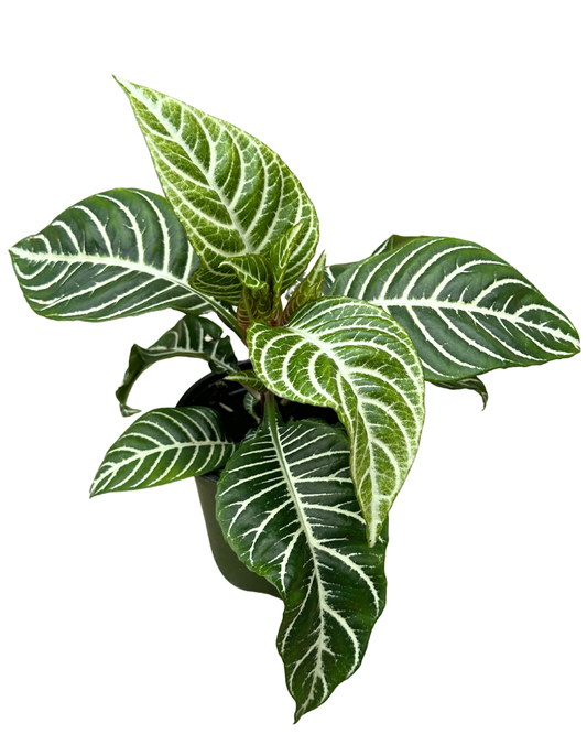 4" Zebra Plant - Aphelandra Squarrosa - Wholesale Live Plant