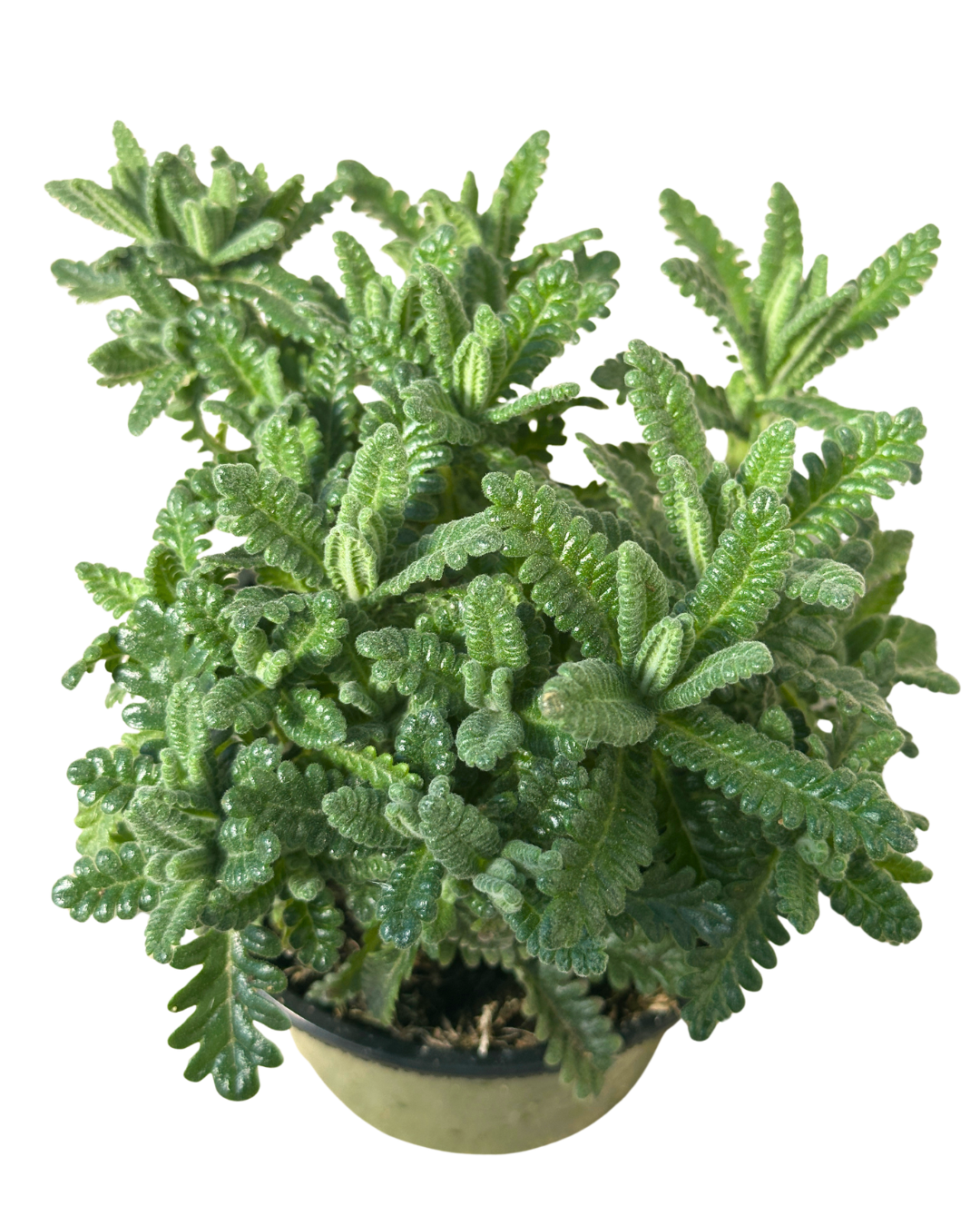4" French Lavender Lavandula Dentata – No Blooms – Wholesale