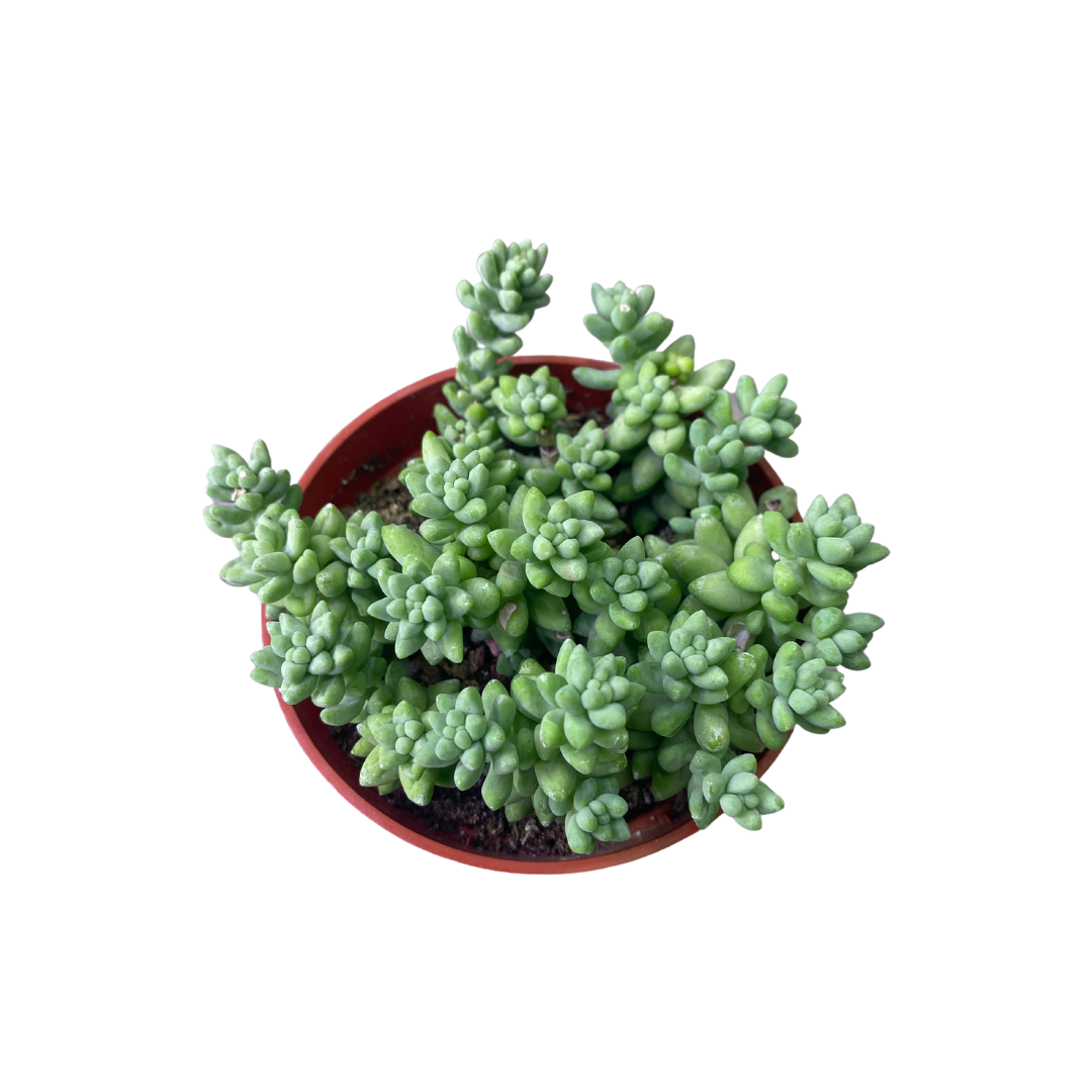 4" Burro's Tail Succulent (Sedum morganianum) – Donkey Tail