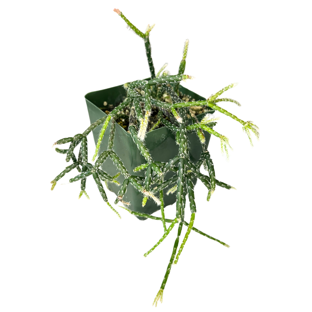 4" Rhipsalis Pilocarpa - Coral Cactus - Wholesale Live Plant