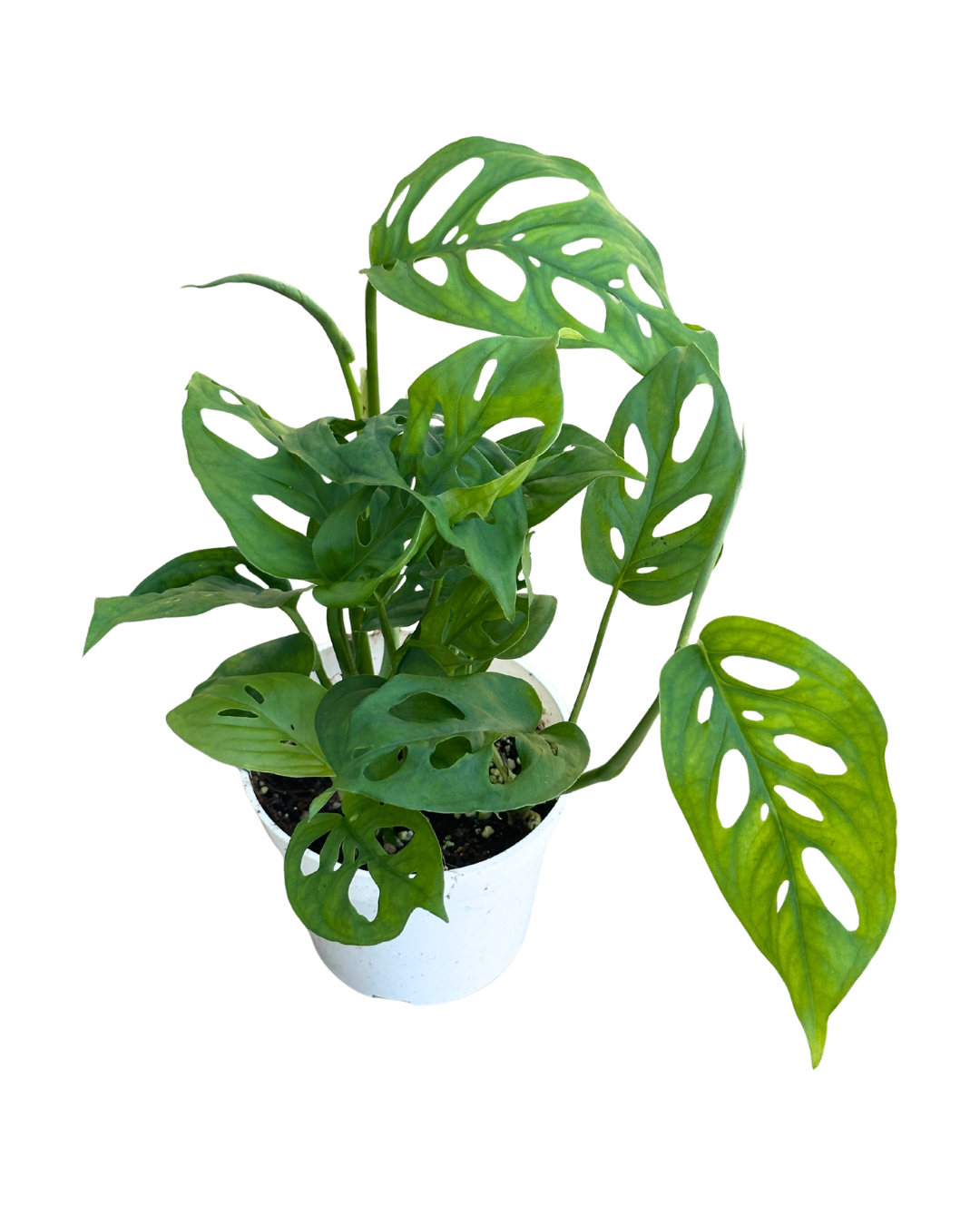 4" Swiss Cheese Plant (Monstera adansonii) – Live Houseplant: 4"