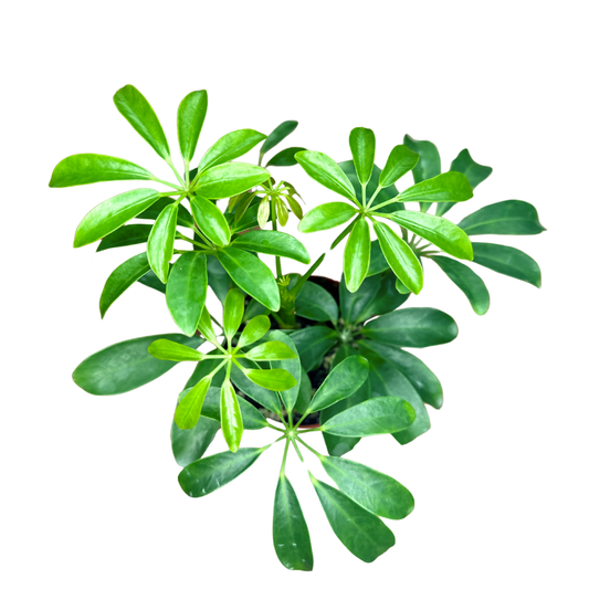 4" Umbrella Plant - Schefflera Arboricola - Live Houseplant