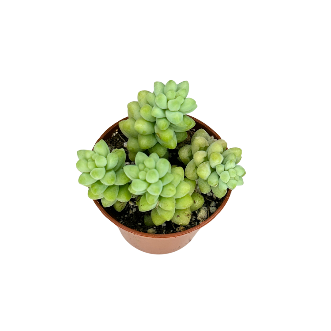 2" Donkey Tail (Sedum morganianum) – Burro's Tail Succulent