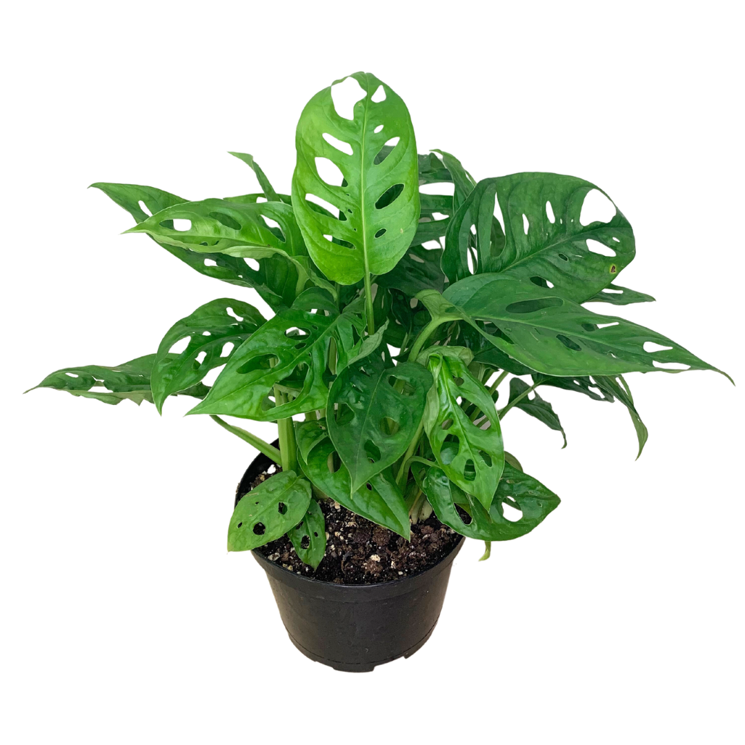 4" Swiss Cheese Plant (Monstera adansonii) – Live Houseplant: 4"