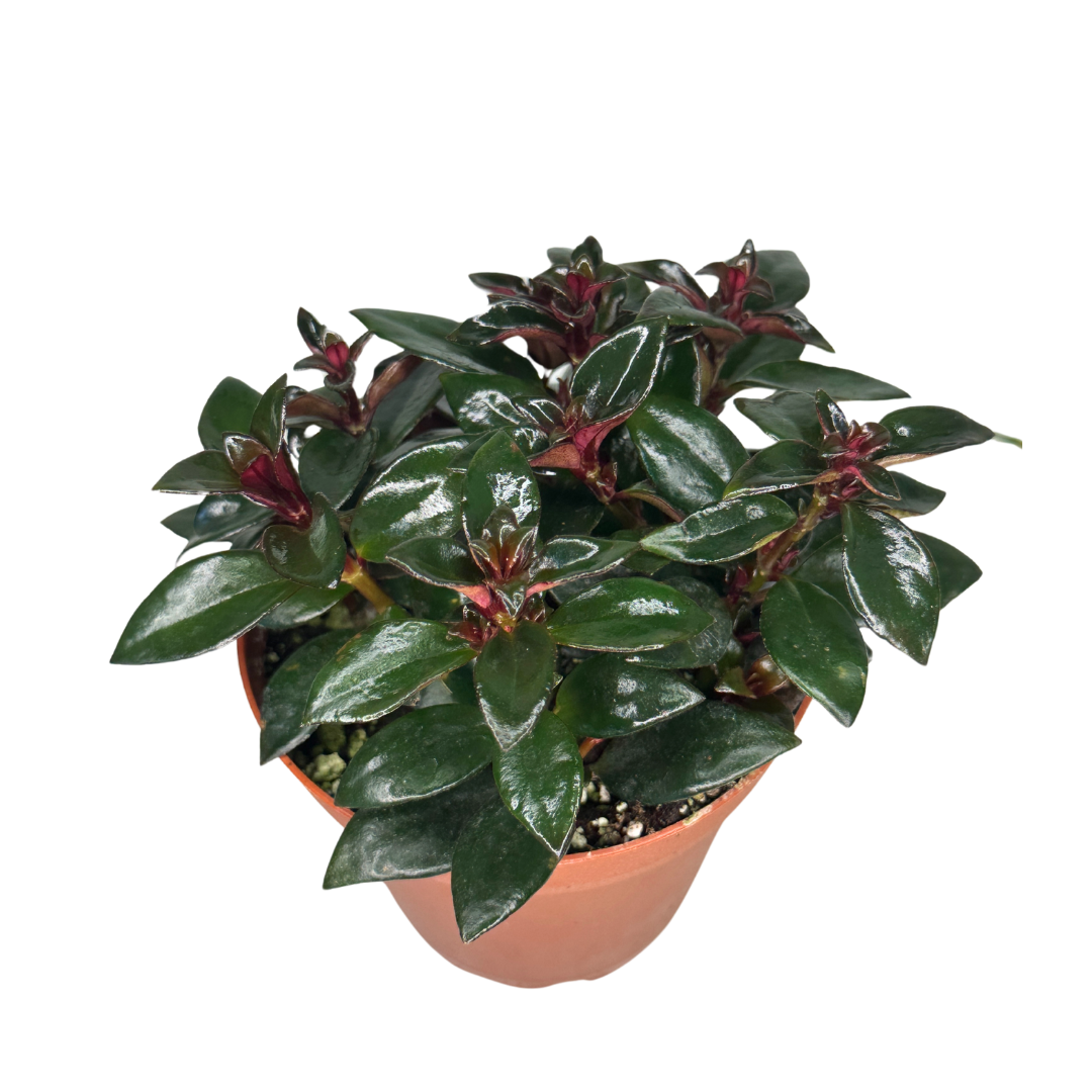 4" Goldfish Plant – Assorted Nematanthus - Wholesale Plant