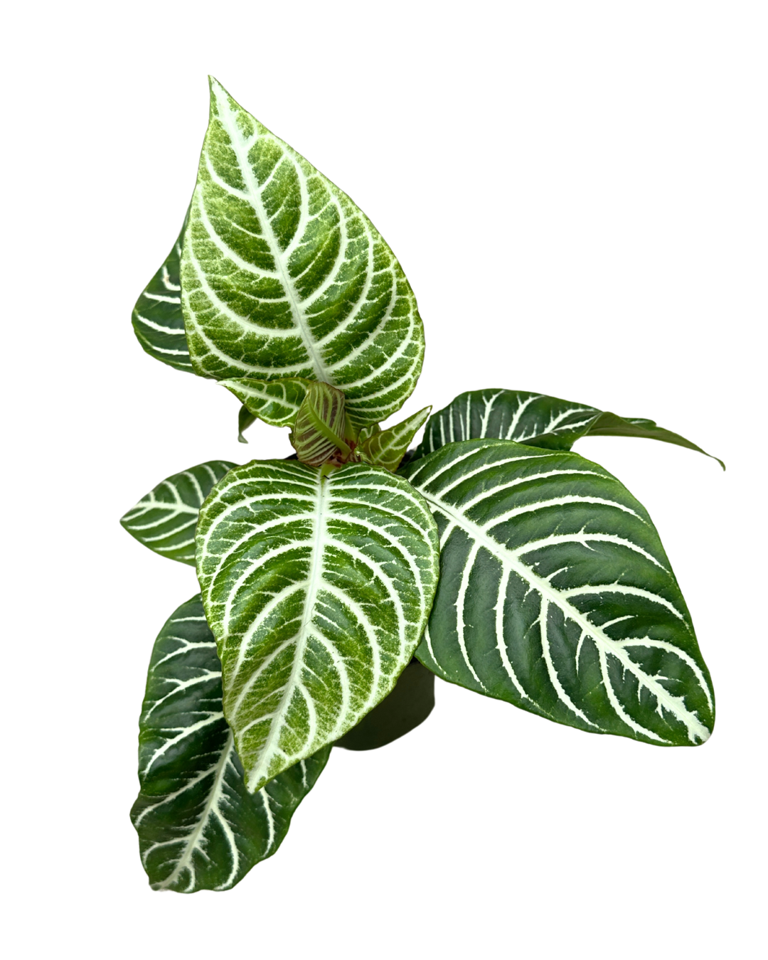4" Zebra Plant - Aphelandra Squarrosa - Wholesale Live Plant