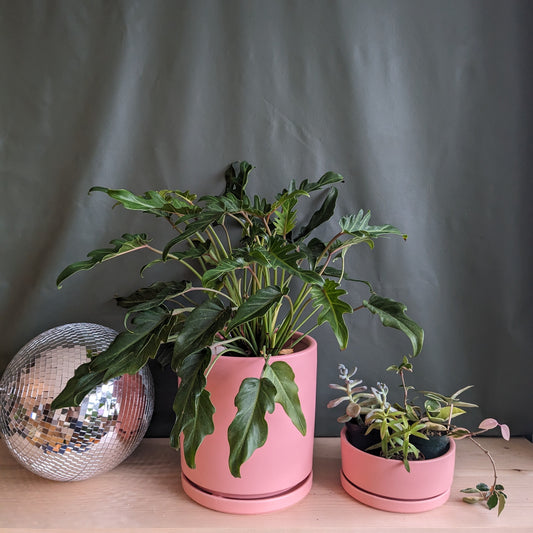 10.5" Ceramic Cylinder Planter Many Colors