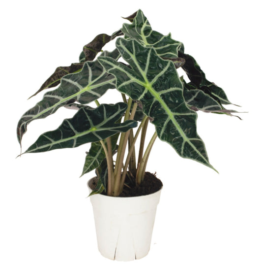 Alocasia Polly 6" Potted Plant