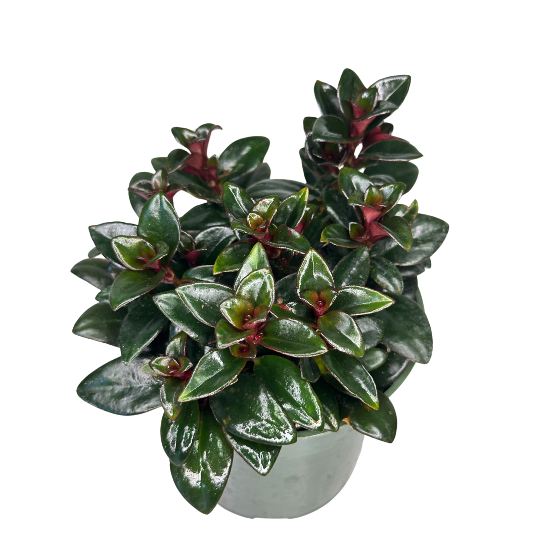4" Goldfish Plant – Assorted Nematanthus - Wholesale Plant