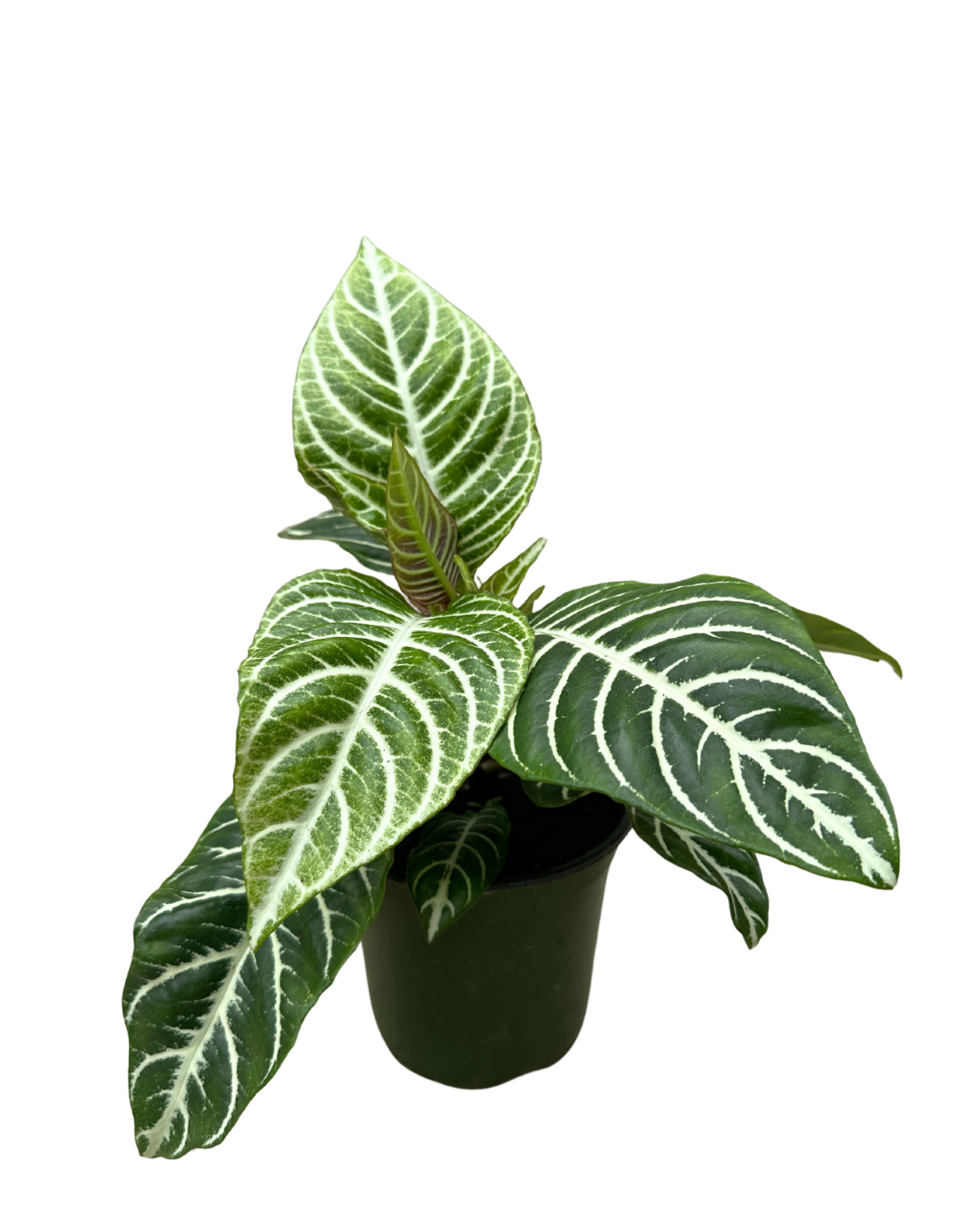 4" Zebra Plant - Aphelandra Squarrosa - Wholesale Live Plant