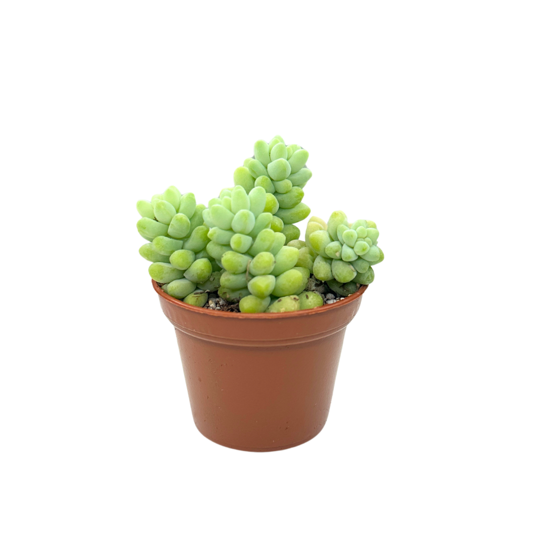 2" Donkey Tail (Sedum morganianum) – Burro's Tail Succulent