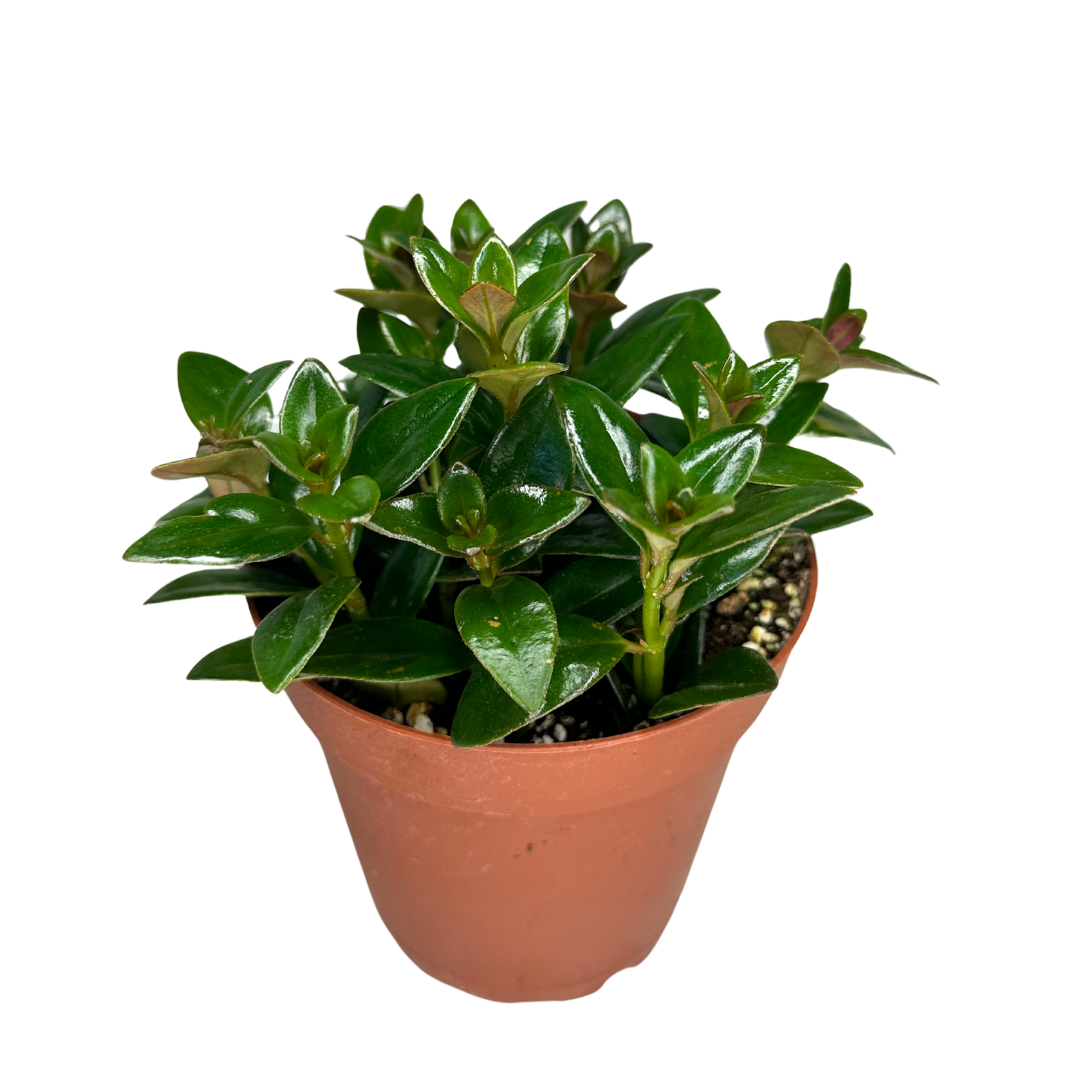 4" Goldfish Plant – Assorted Nematanthus - Wholesale Plant