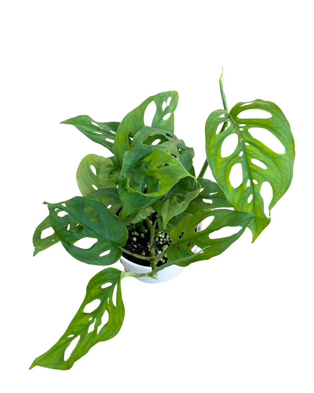 4" Swiss Cheese Plant (Monstera adansonii) – Live Houseplant: 4"