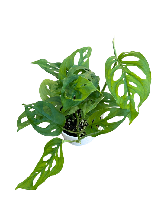 4" Swiss Cheese Plant (Monstera adansonii) – Live Houseplant: 4"