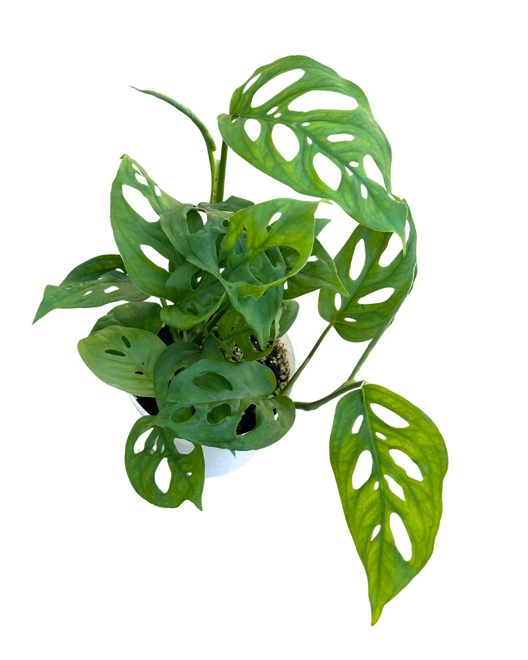 4" Swiss Cheese Plant (Monstera adansonii) – Live Houseplant: 4"