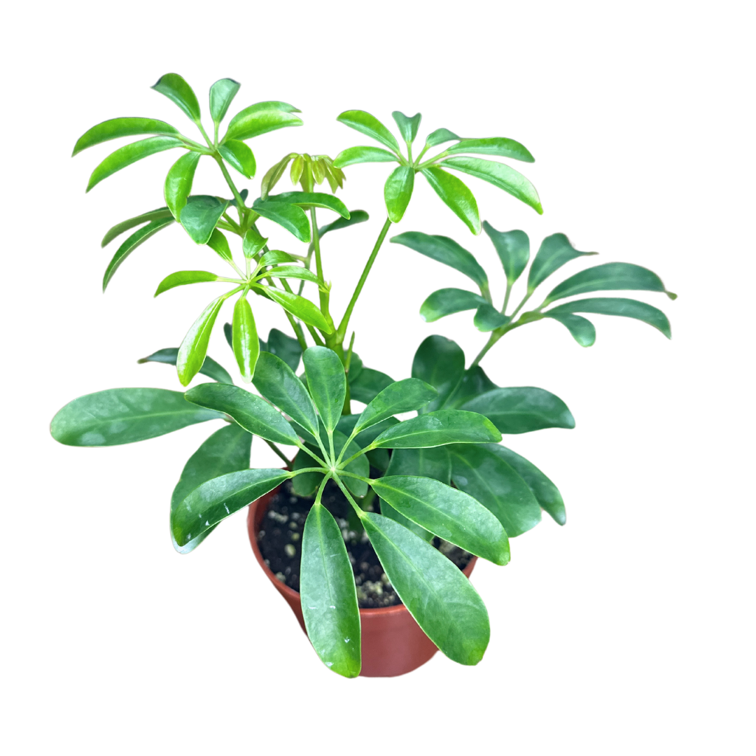 4" Umbrella Plant - Schefflera Arboricola - Live Houseplant
