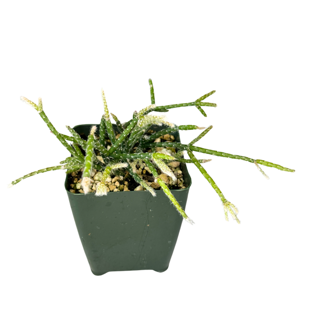 4" Rhipsalis Pilocarpa - Coral Cactus - Wholesale Live Plant