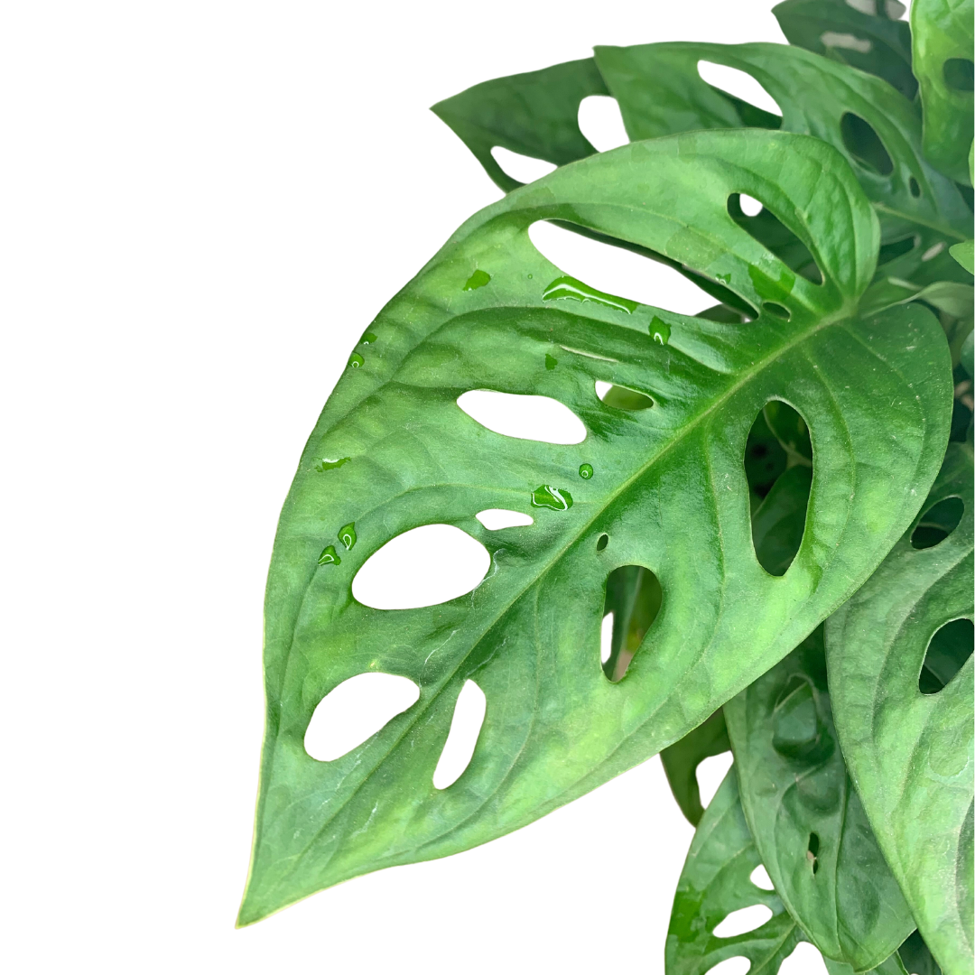 4" Swiss Cheese Plant (Monstera adansonii) – Live Houseplant: 4"