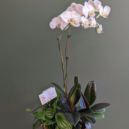 Blooming Phalaenopsis Orchid Planted Basket